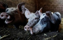 Swine fever outbreak reported in Ukraine's Lviv region