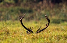 В США подстреленный олень притворился мертвым и убил охотника