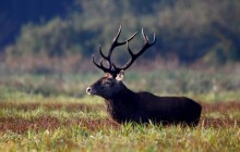 У Швеції збудують для оленів мости над дорогами і залізничними коліями