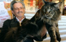 У Львові на виставці котів показали 15-кілограмового пухнастика (фоторепортаж)