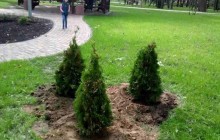 У столичному парку «Сирецький» невідомі викопали нововисаджені туї (фото)