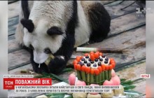 Для старейшей панды мира на ее 36-й день рождения приготовили специальный торт (видео)