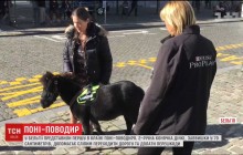 В Бельгии показали первого в стране пони-поводыря (видео)
