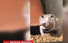 Как человек: ящерица улыбнулась в камеру и стала новым мемом (видео)