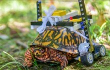 У США травмовану черепашку "полагодили" за допомогою конструктора LEGO (відео)
