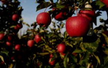 Почему на яблоне червивые яблоки и как спасти урожай: рецепты от вредителей