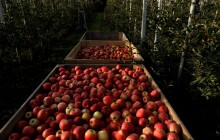 На украинском рынке растет спрос и цены на яблоки - эксперты