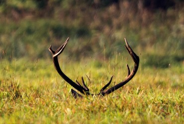 У США підстрелений олень вдав мертвого і вбив мисливця