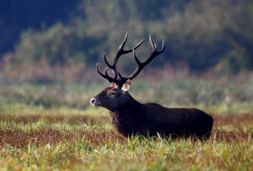 Дикие беженцы: Днепропетровщину заполонили спасающиеся от российских обстрелов животные