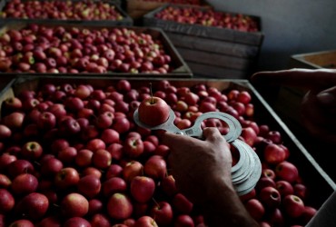 Україна йде на рекорд з експорту яблук в сезоні 2021/22 - експерт