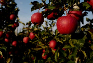 Чому на яблуні червиві яблука і як врятувати урожай: рецепти від шкідників