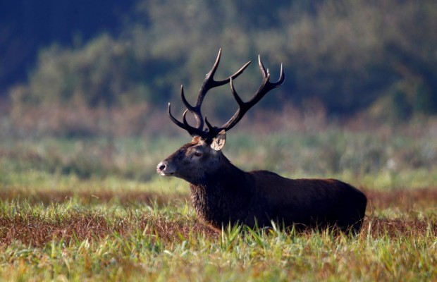 "Дикі біженці": Дніпропетровщину заполонили тварини, що рятуються від російських обстрілів