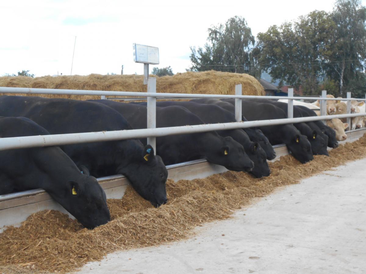 В планах агрохолдинга - до конца 2018 года реализовать более 3 тыс. кондиционных быков