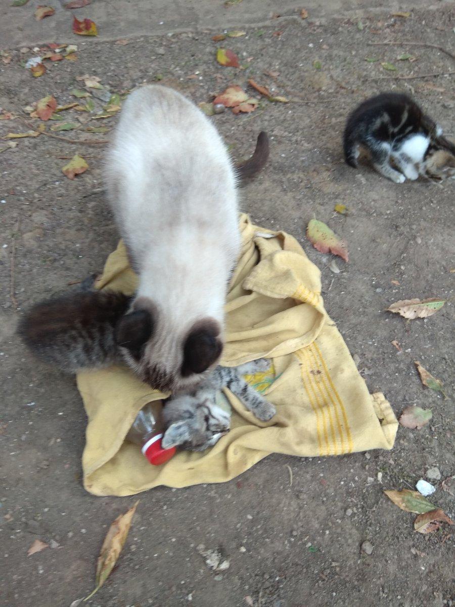 фото RoksolanaToday&Крым