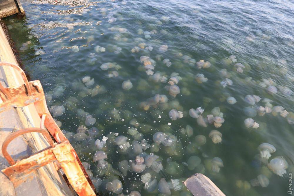 В акваторії Одеського морвокзалу — нашестя медуз / фото Думська В акваторії Одеського морвокзалу — нашестя медуз / фото Думська