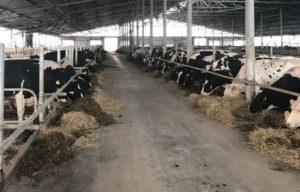 ТзОВ «Бучачагрохлібпром» закупило 400 нетелів з Угорщини підвищеної продуктивності ТзОВ «Бучачагрохлібпром» закупило 400 нетелів з Угорщини підвищеної продуктивності