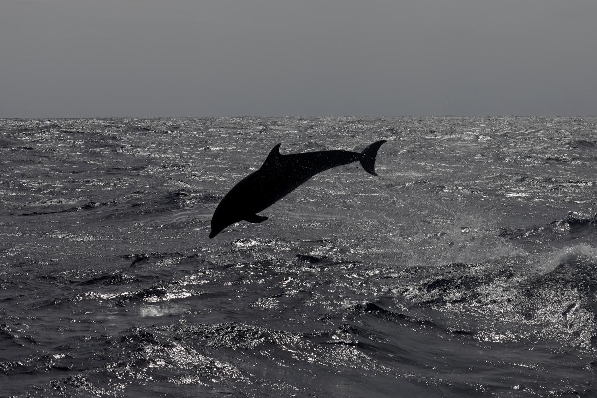 В руки россиян "боевые" дельфины попали после оккупации полуострова / REUTERS