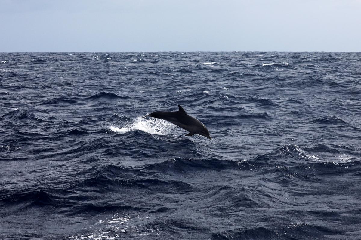 У Чорному морі на зимівлю залишилися дльфіни / фото REUTERS