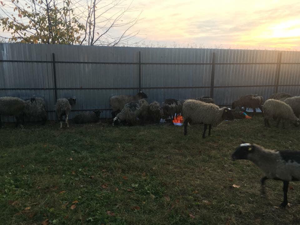 Овец из "черноморской фуры" наконец выпустили и накормили / Facebook - UAnimals Овец из "черноморской фуры" наконец выпустили и накормили / Facebook - UAnimals