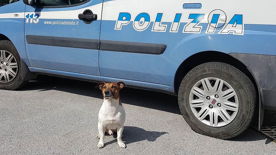 Зачем вся итальянская мафия гоняется за полицейской собакой по кличке Почо?
