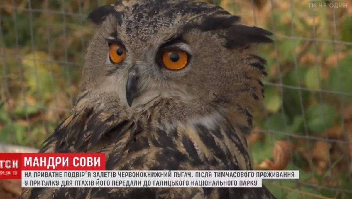 Филин-беглец из-под Киева получил новый дом в Галицком нацпарке (видео) |  УНИАН