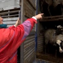 В порту Черноморска обустроят специальную площадку для 