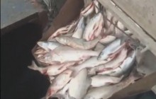 "Щоб ціна не падала": у мережі показали варварське знищення в РФ дорогої червоної риби (відео)