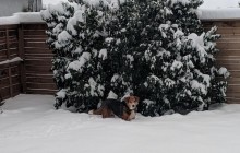 В канадском городе Калгари выпало рекордное количество снега (фото, видео)