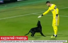 У Грузії собака зупинив футбольний матч і почав бавитись на полі зі спортсменами (відео)