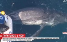 У берегов Австралии спасатели освободили детеныша кита, угодившего в сетку для акул (видео)