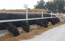 "Укрлендфарминг" завершает строительство животноводческого комплекса в Житомирской области