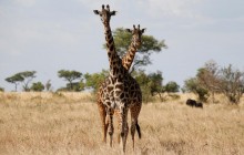 Етнічні танці та дикі тварини: чим дивує одна з найстаріших екосистем світу в Танзанії (фоторепортаж)