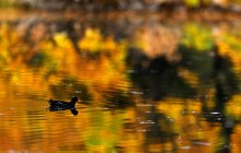 Погода на выходные: в Украине без осадков, местами немного похолодает (карта)