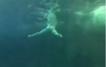 Голый мужчина устроил экстремальное шоу: прыгнул в аквариум с акулами (видео 18+)