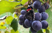 Кабмін визначився з дотаціями виноградарям: скільки виплатять