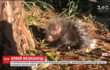 Дитя бури: в зоопарке США дикобраз появился на свет во время урагана "Майкл"
