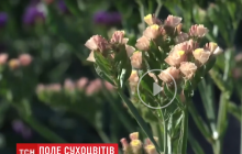 Разноцветное чудо-поле: в Тернопольской области зацвела плантация кермека (видео)