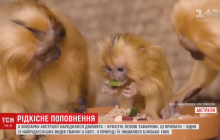 Австралийский зоопарк показал малышей редких львиных тамаринов (видео)