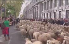 Тисячі овець заповнили центр Мадриду (відео)
