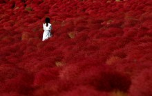 Японский парк на месте бывшей военной базы покрылся "красным ковром" (фоторепортаж)