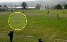 Коза стала зіркою інтернету, вибігши на футбольне поле (відео)