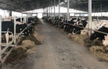 ТзОВ «Бучачагрохлібпром» закупило 400 нетелів з Угорщини підвищеної продуктивності
