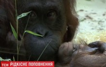 У зоопарку Парижа народився крихітний орангутанг (відео)