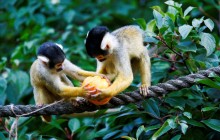 Гарбузи для маленьких і великих: в Лондонському зоопарку зустрічають Хелловін (фоторепортаж)