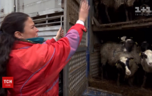 На Одещині зоозахисники намагаються врятувати овець, замурованих у вантажівці (відео)