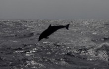 Учені випадково почули, як самотній дельфін розмовляє сам із собою