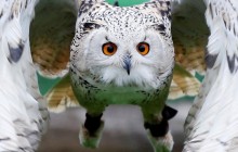 Reuters опубликовал невероятные фото птиц из французского Флузена (фоторепортаж)