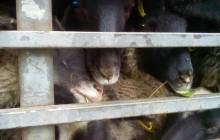 Зоозахисники в Одесі заблокували фуру із вівцями, яких хотіли вивезти на спалювання живцем (відео)