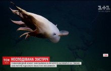 Дослідники зняли рідкісного восьминога з плавниками-"вухами" (відео)