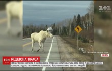 Редкая красота: канадские путешественники встретили необычных белых лосей (видео)